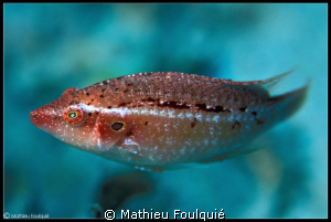 Pteragogus pelycus_lessepsian species by Mathieu Foulquié 